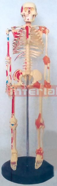 85 CM TALL, RIGHT HALF MUSCLES PAINTED & RIGHT HALF JOINTS LIGAMENTS & NUMBERED, HUMAN SKELETON MODEL WITH PLASTIC BASE